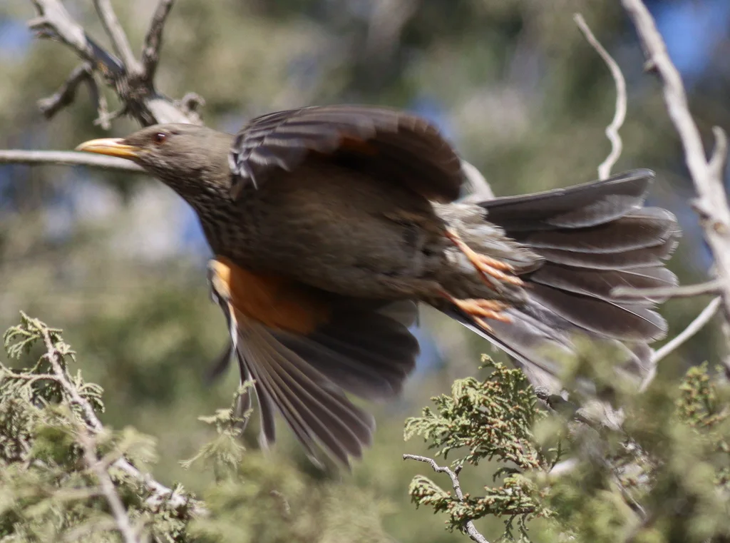 也门鸫(Turdus menachensis)