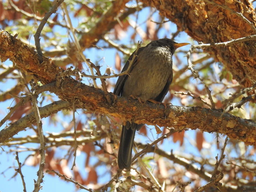 也门鸫(Turdus menachensis)
