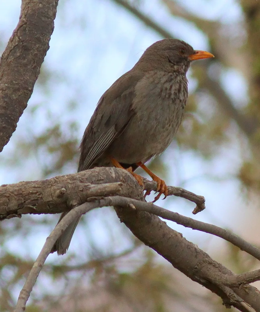 也门鸫(Turdus menachensis)