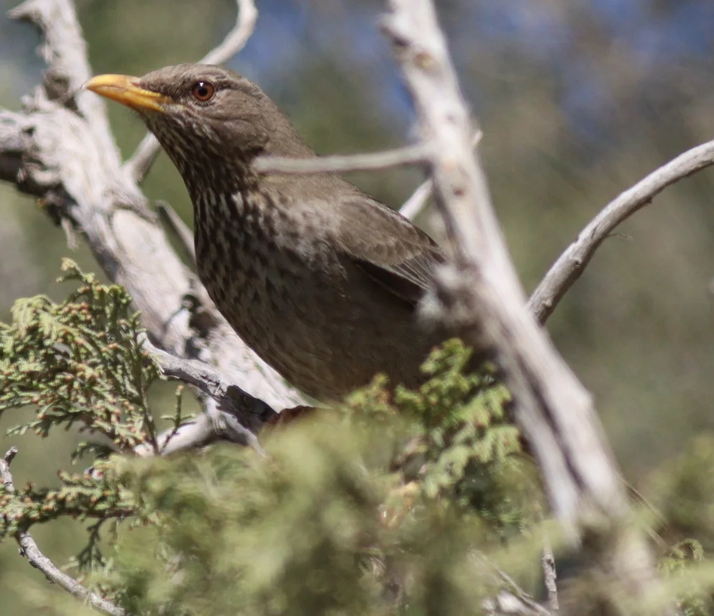 也门鸫(Turdus menachensis)