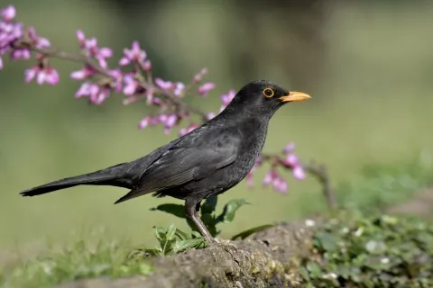 欧乌鸫