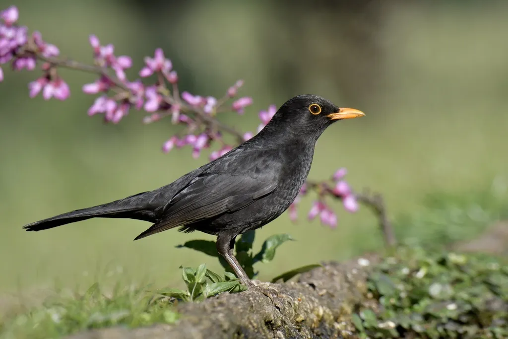 欧乌鸫(Turdus merula)