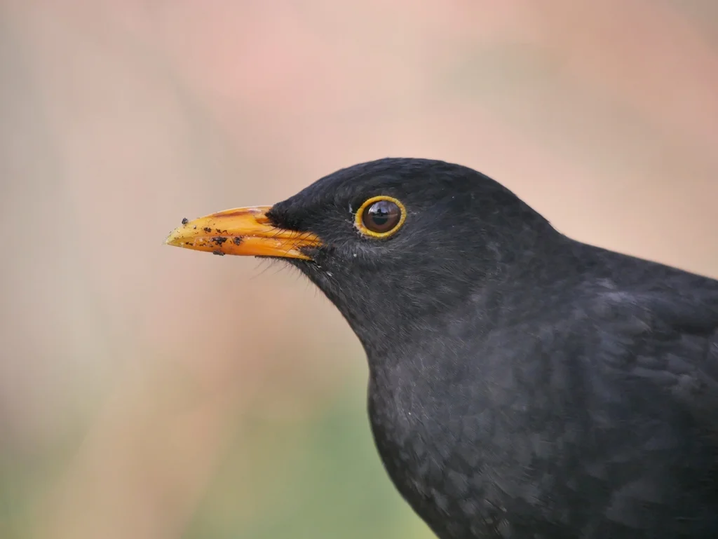 欧乌鸫(Turdus merula)
