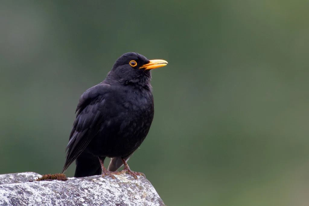 欧乌鸫(Turdus merula)