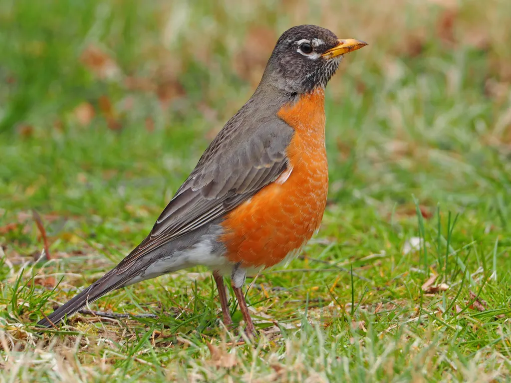 旅鸫(Turdus migratorius)