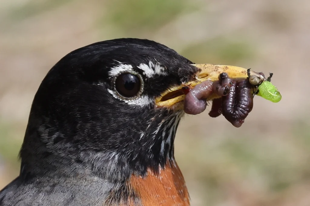 旅鸫(Turdus migratorius)