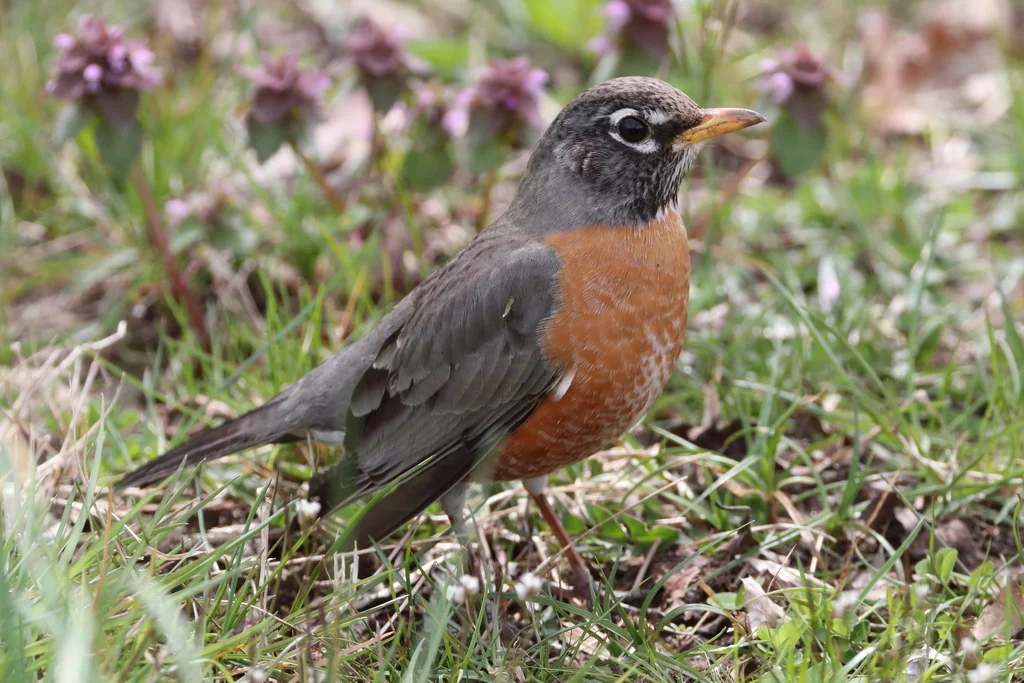 旅鸫(Turdus migratorius)