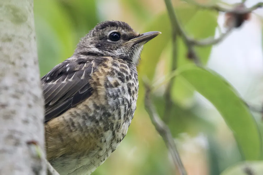 旅鸫(Turdus migratorius)