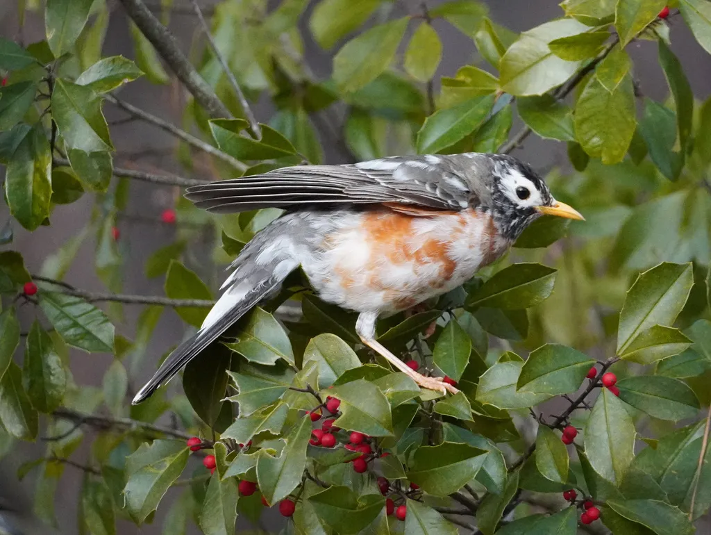 旅鸫(Turdus migratorius)