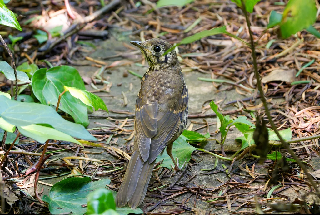 宝兴歌鸫(Turdus mupinensis)
