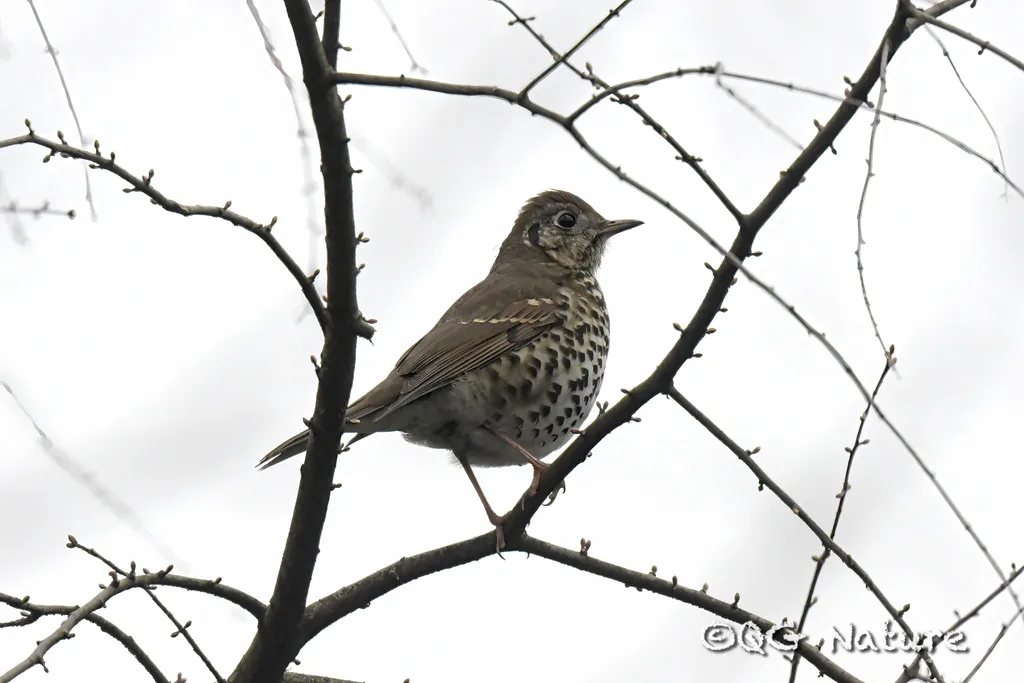 宝兴歌鸫(Turdus mupinensis)