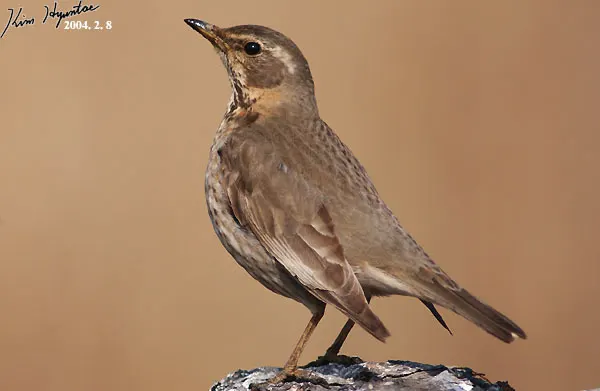 红尾斑鸫(Turdus naumanni)