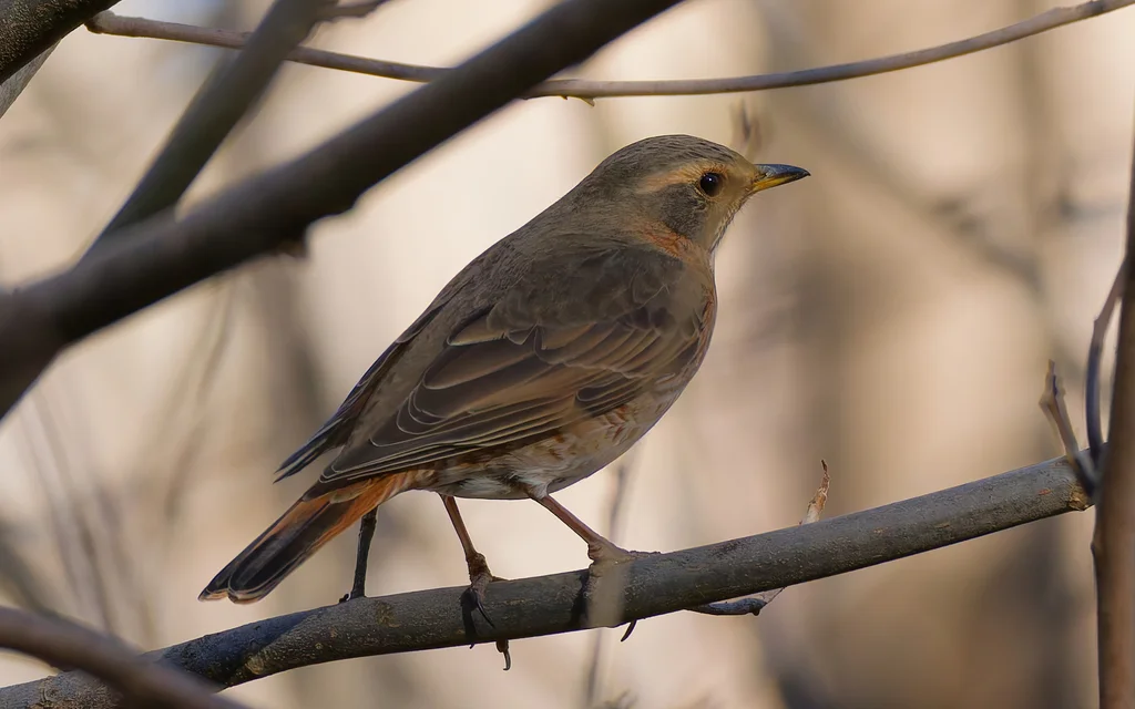 红尾斑鸫(Turdus naumanni)