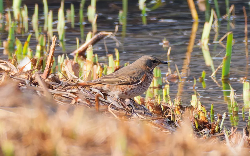 红尾斑鸫(Turdus naumanni)