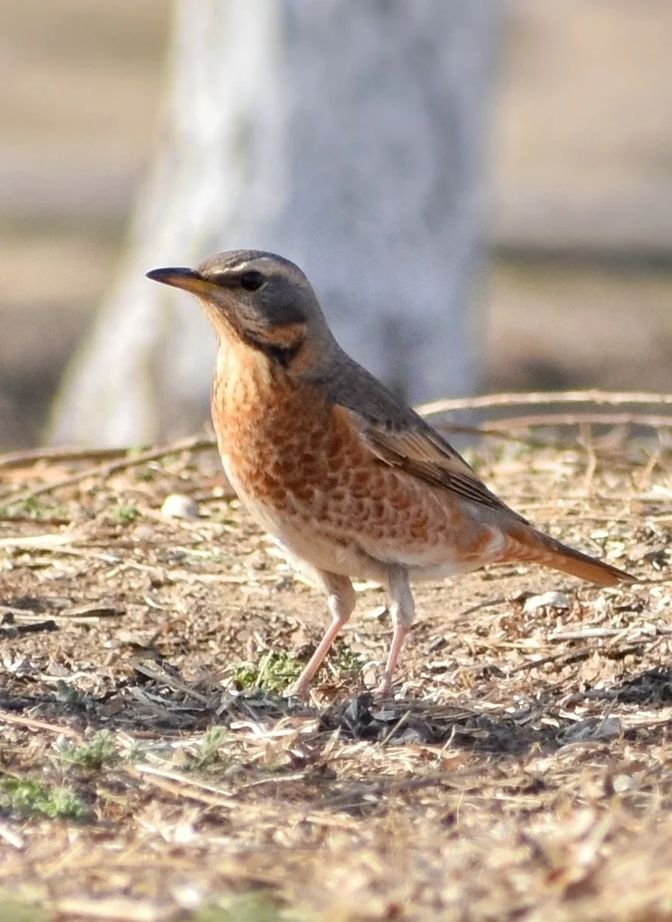红尾斑鸫(Turdus naumanni)