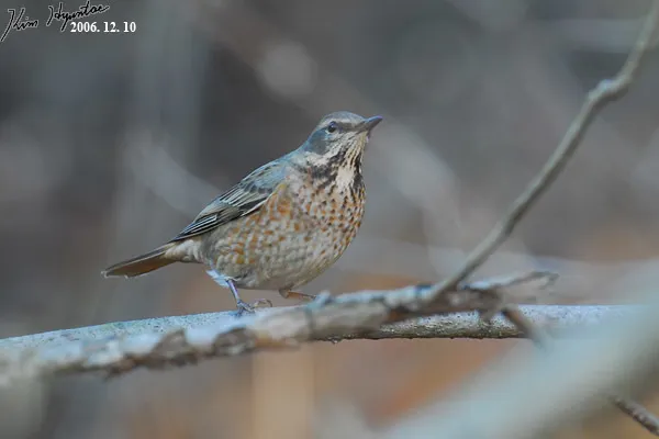 红尾斑鸫(Turdus naumanni)