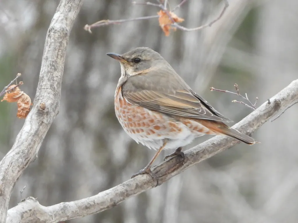 红尾斑鸫(Turdus naumanni)