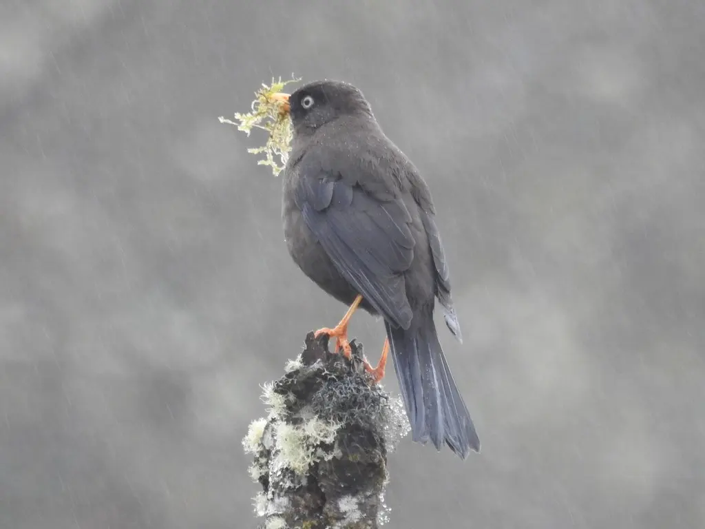 乌鸲鸫(Turdus nigrescens)