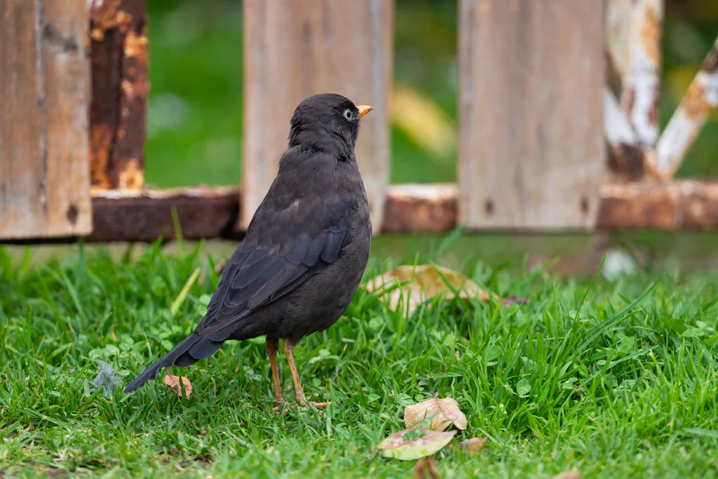 乌鸲鸫(Turdus nigrescens)