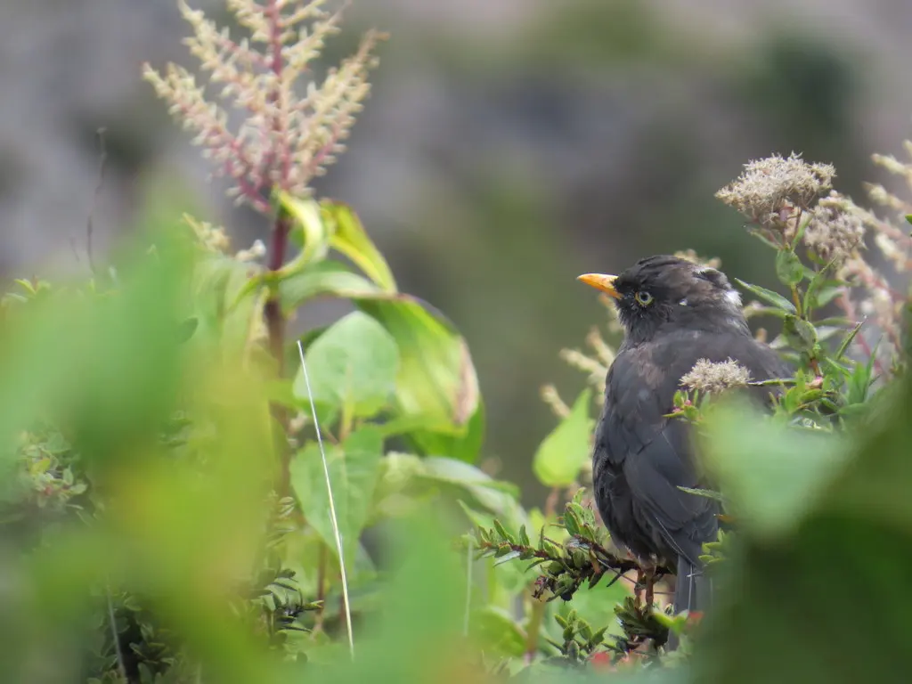乌鸲鸫(Turdus nigrescens)