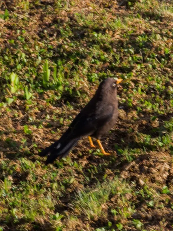 乌鸲鸫(Turdus nigrescens)