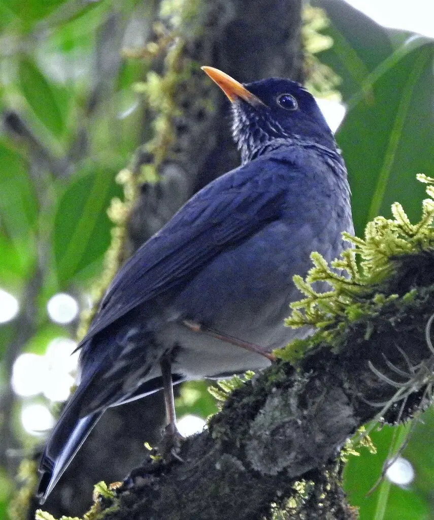 安第斯灰鸫(Turdus nigriceps)