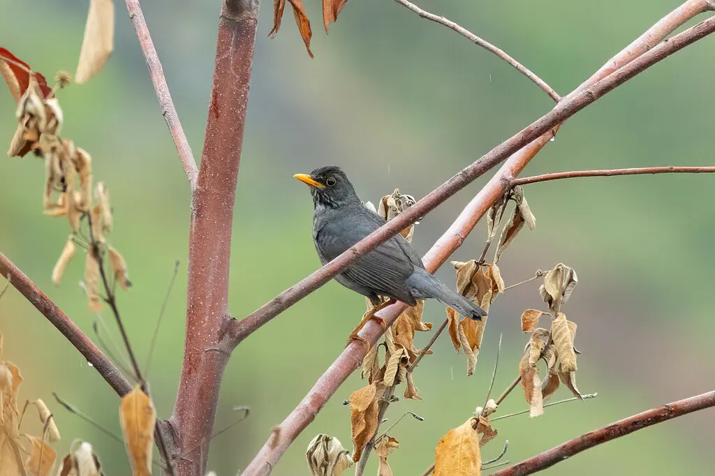 安第斯灰鸫(Turdus nigriceps)