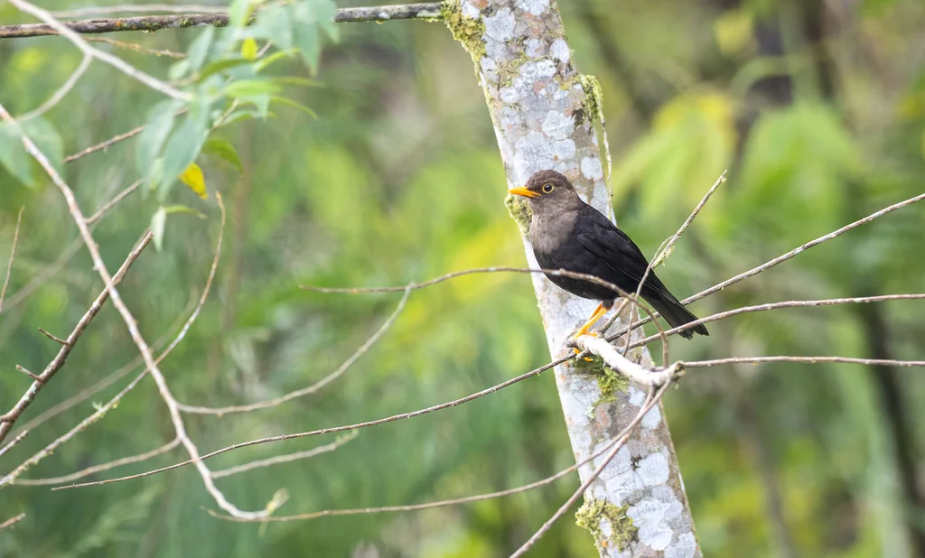 棉兰岛鸫(Turdus nigrorum)