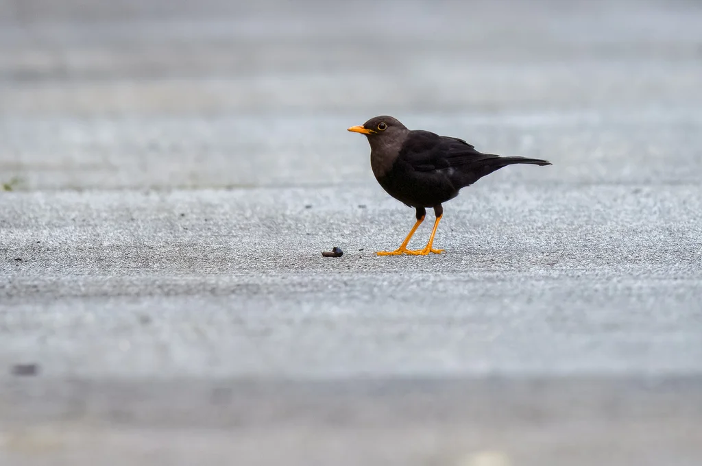 棉兰岛鸫(Turdus nigrorum)