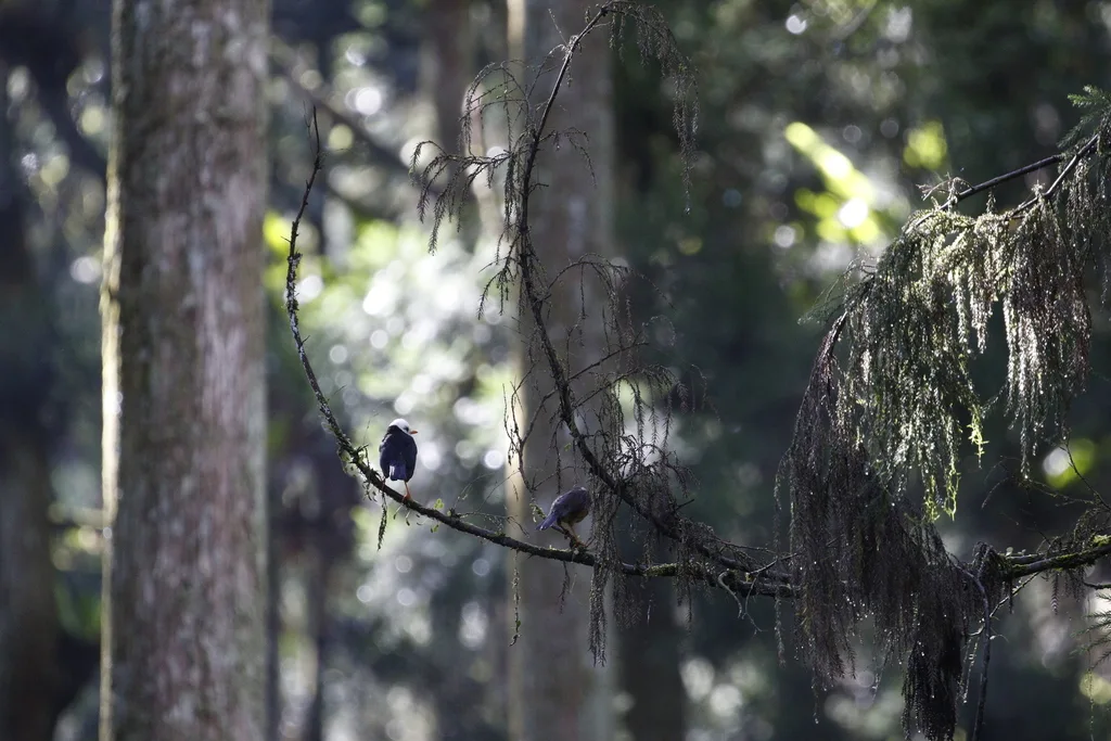 白头鸫(Turdus niveiceps)