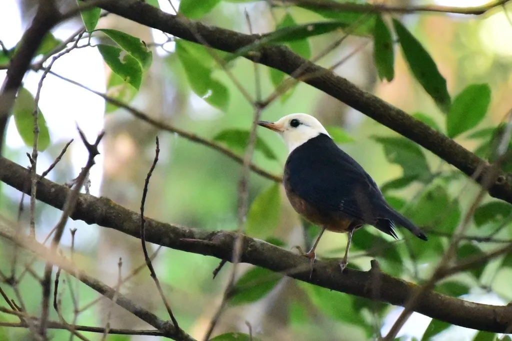 白头鸫(Turdus niveiceps)