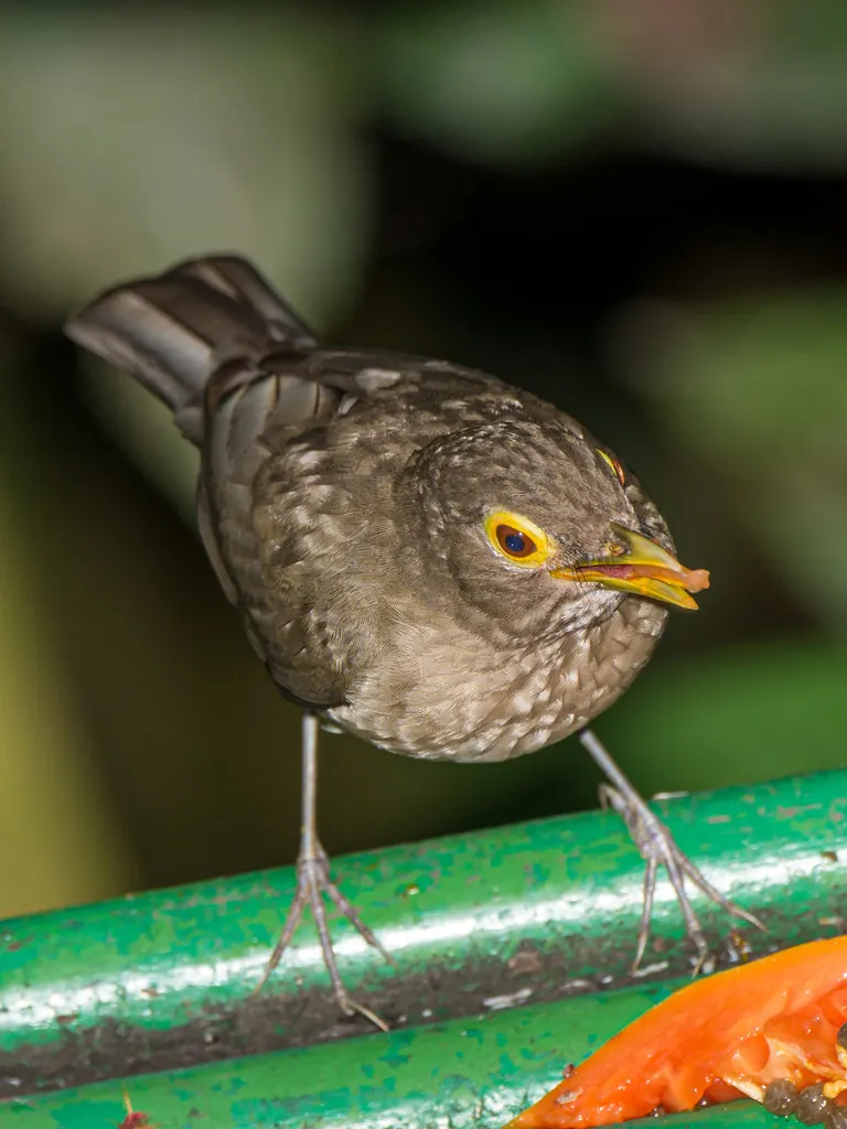 裸眼鸫(Turdus nudigenis)