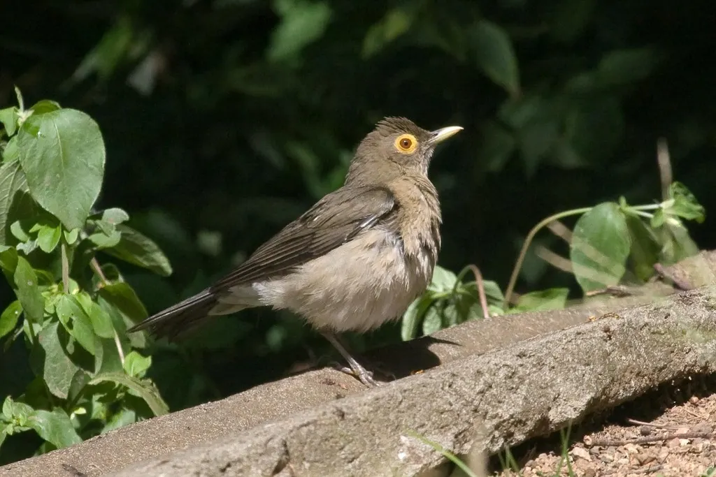 裸眼鸫(Turdus nudigenis)