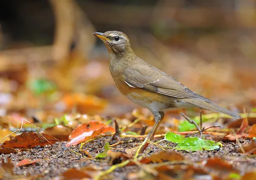 白眉鸫(Turdus obscurus)