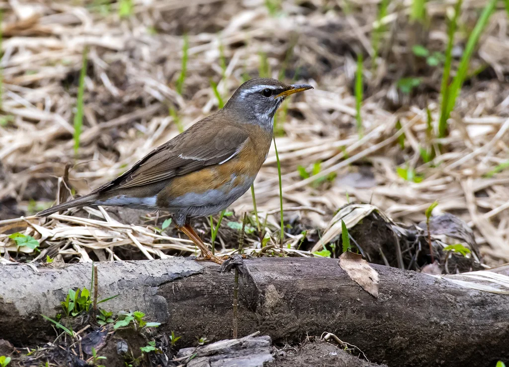 白眉鸫(Turdus obscurus)