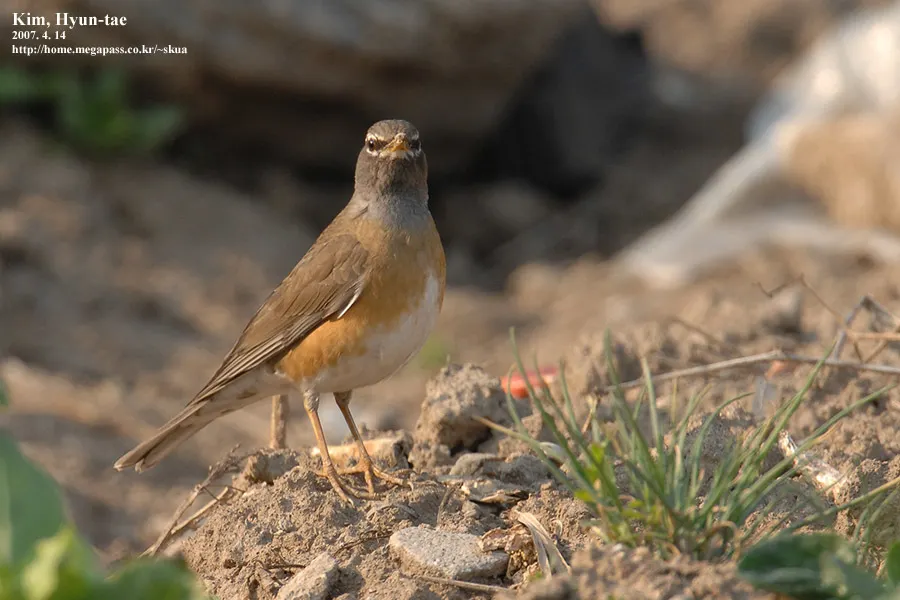 白眉鸫(Turdus obscurus)