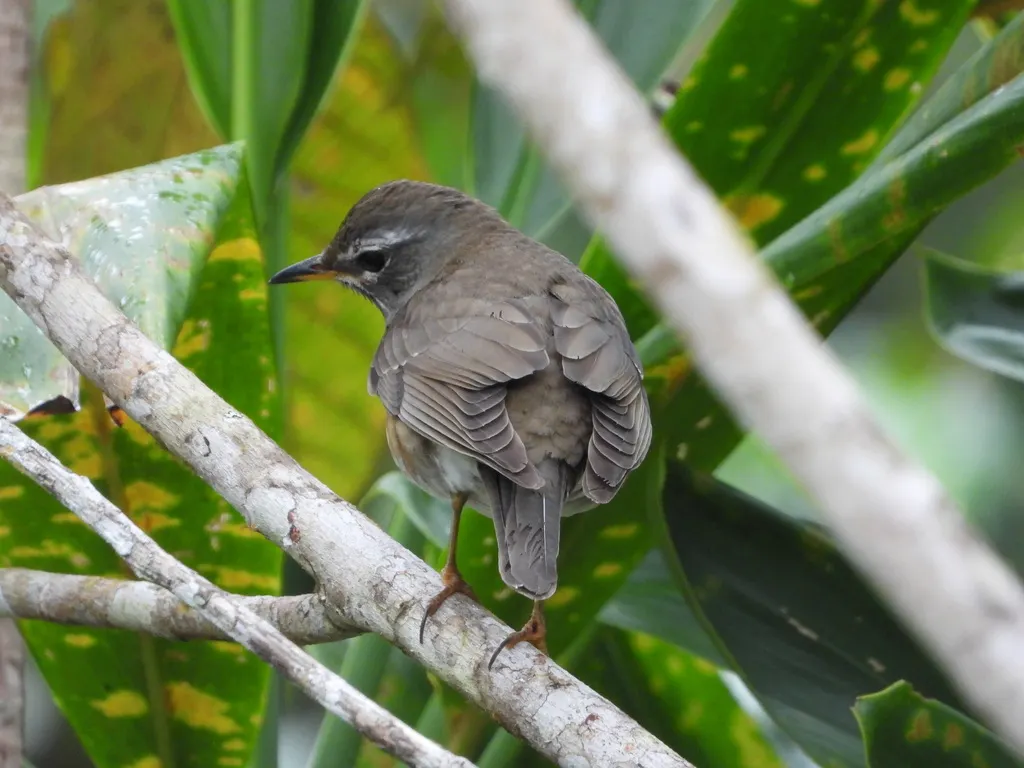 白眉鸫(Turdus obscurus)