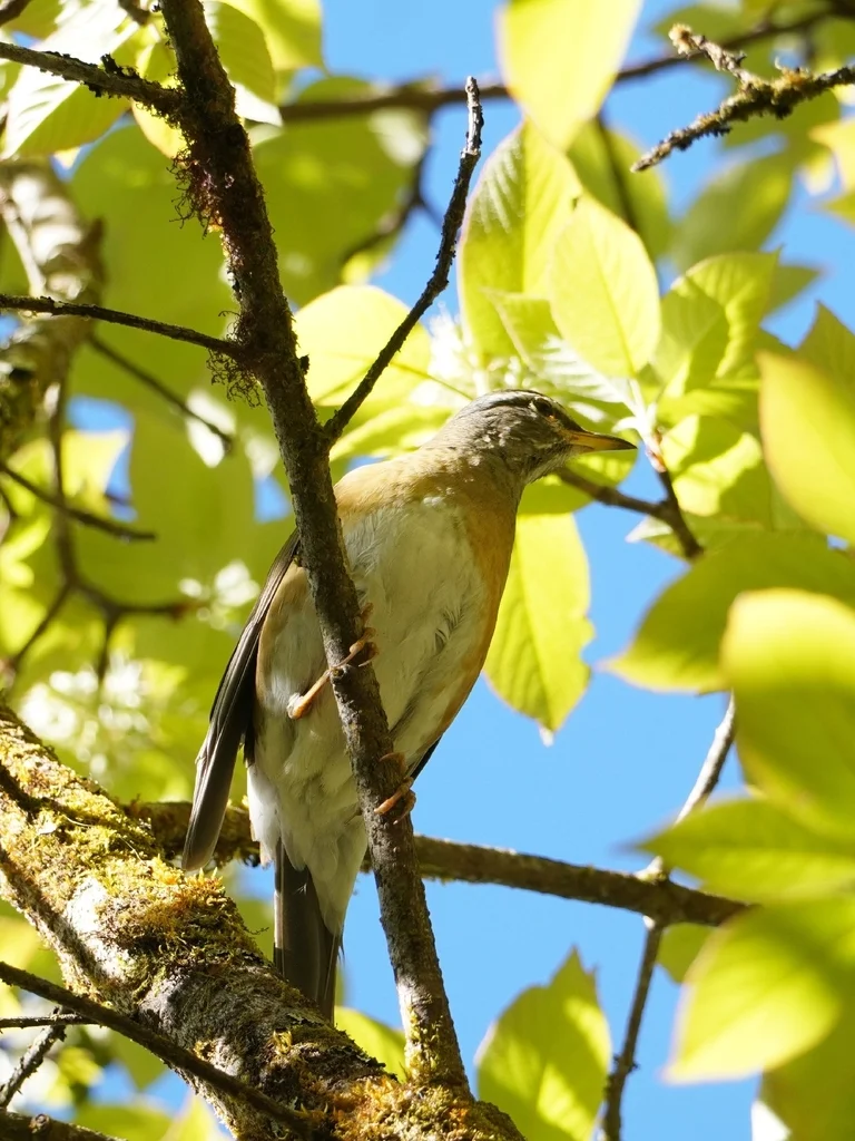 白眉鸫(Turdus obscurus)