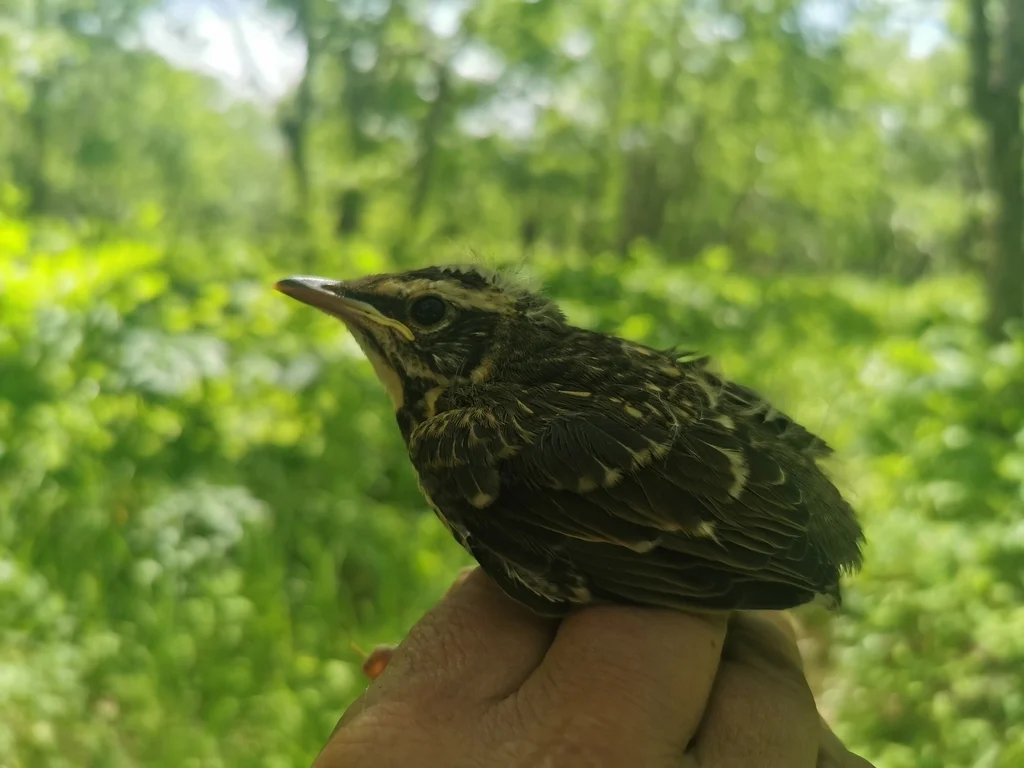 白眉鸫(Turdus obscurus)