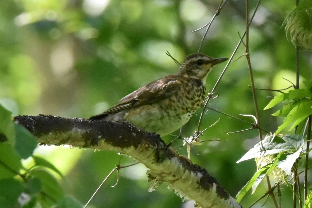 白眉鸫(Turdus obscurus)