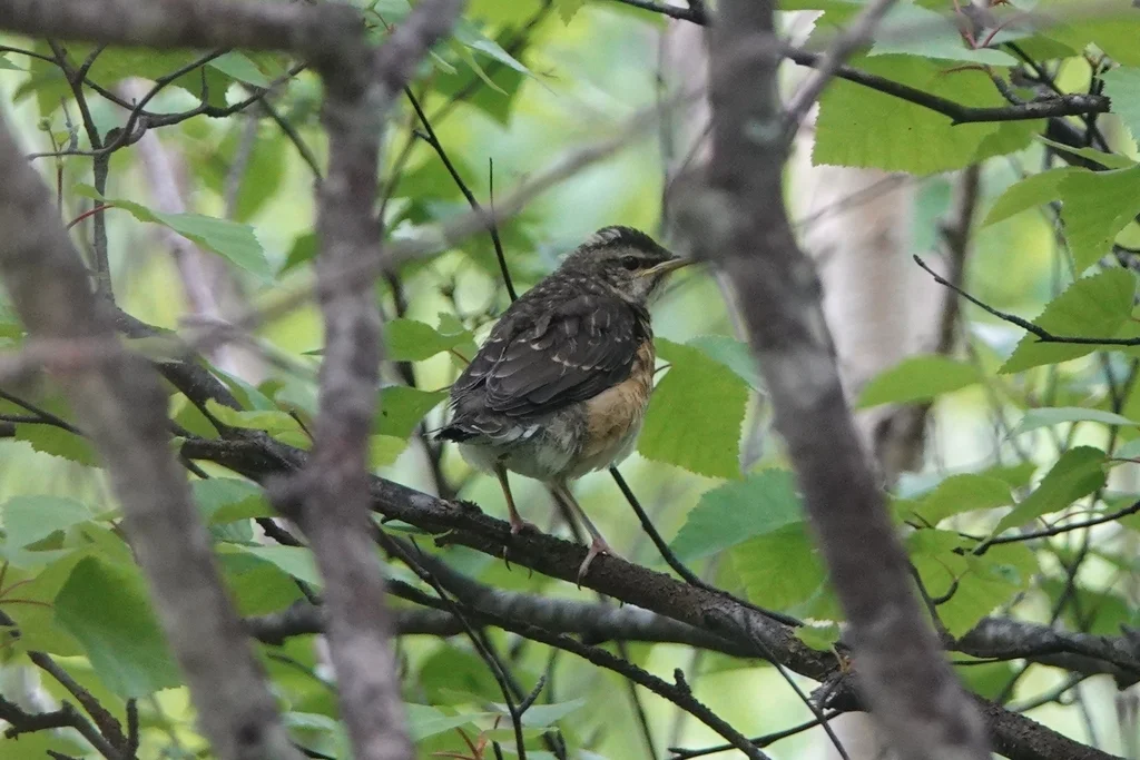 白眉鸫(Turdus obscurus)