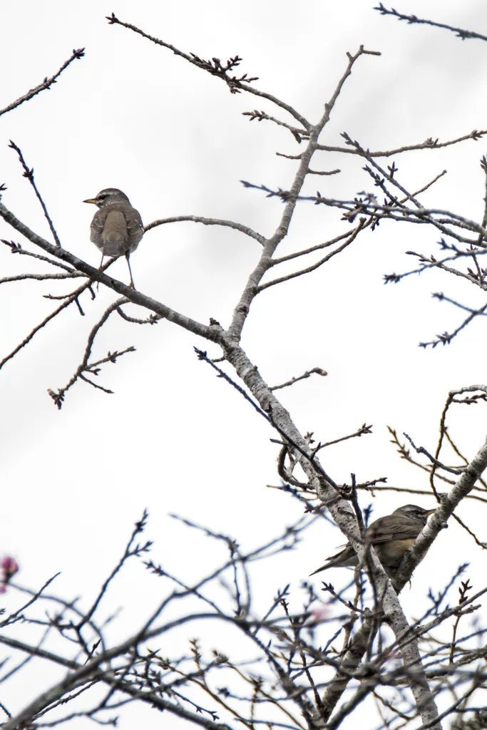 白眉鸫(Turdus obscurus)