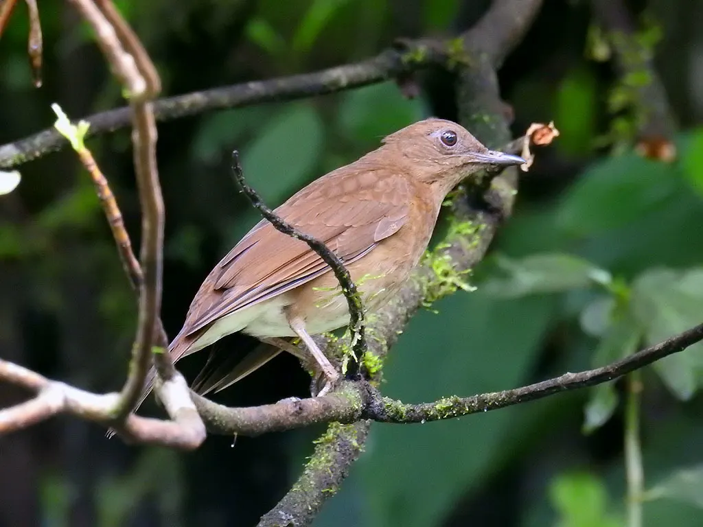 白臀鸫（Turdus obsoletus）