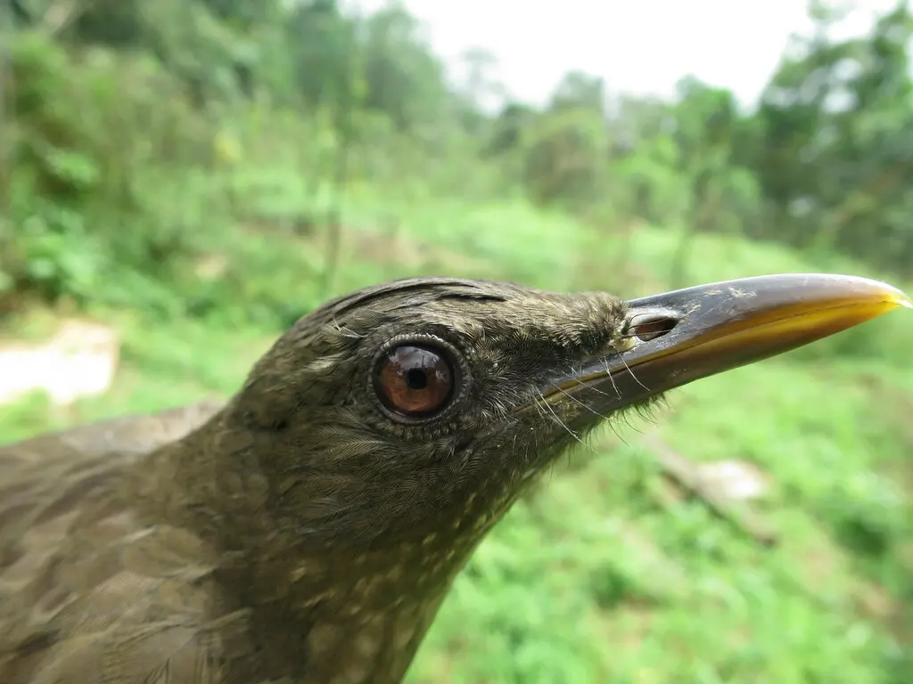 圣多美鸫(Turdus olivaceofuscus)