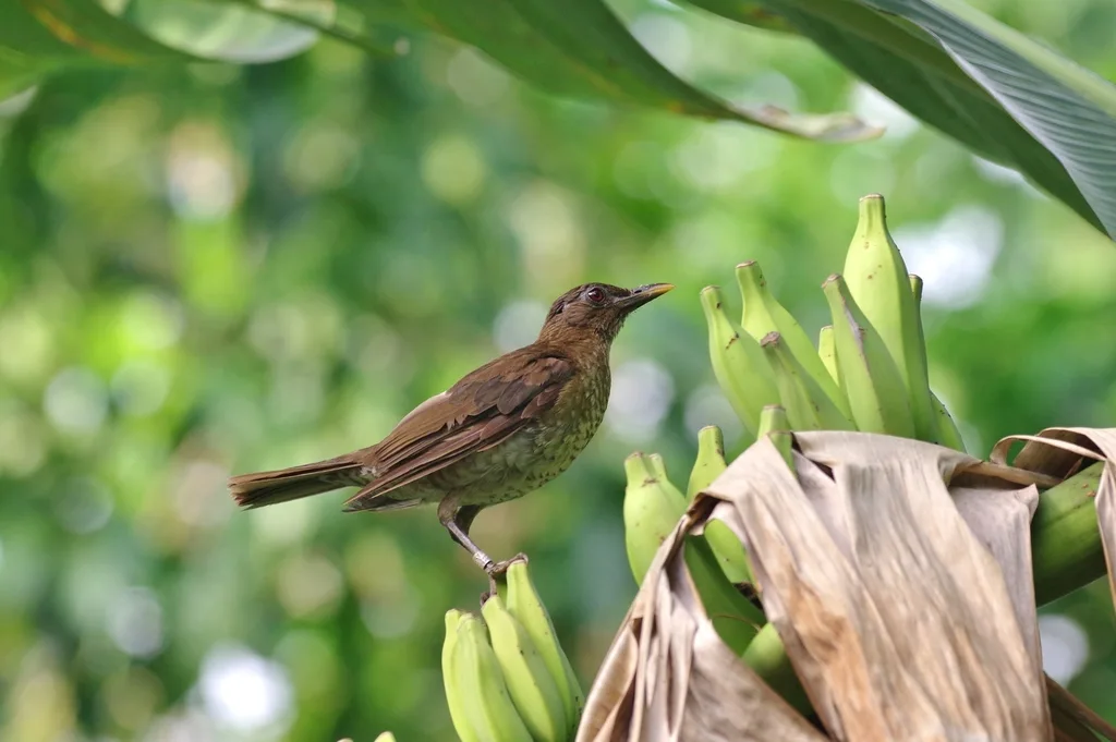 圣多美鸫(Turdus olivaceofuscus)