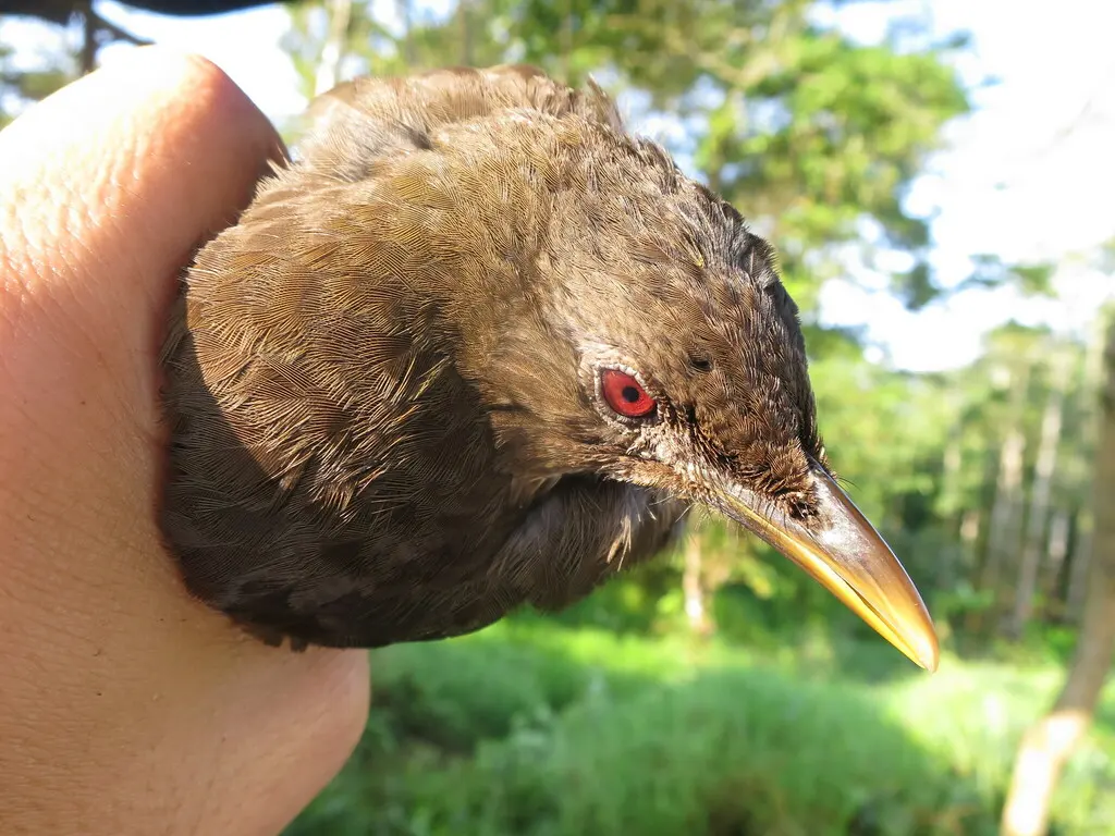 圣多美鸫(Turdus olivaceofuscus)