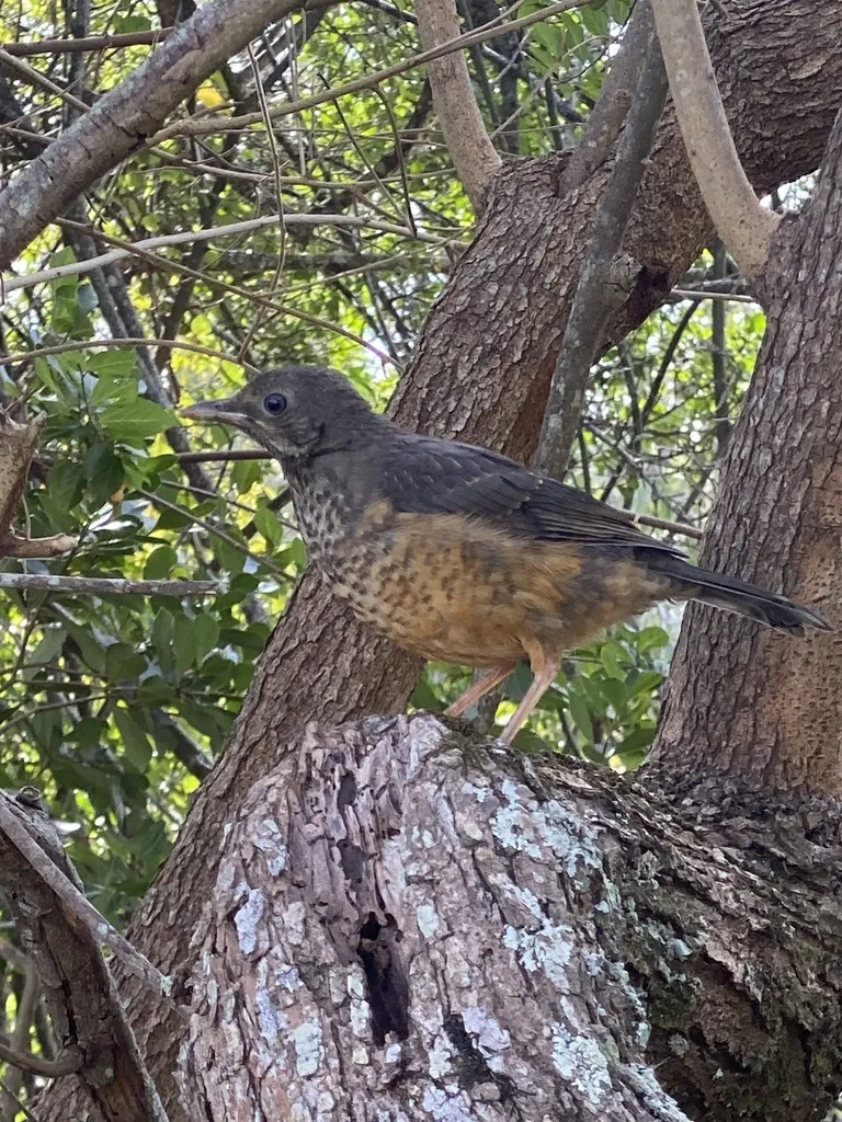 橄榄鸫(Turdus olivaceus)