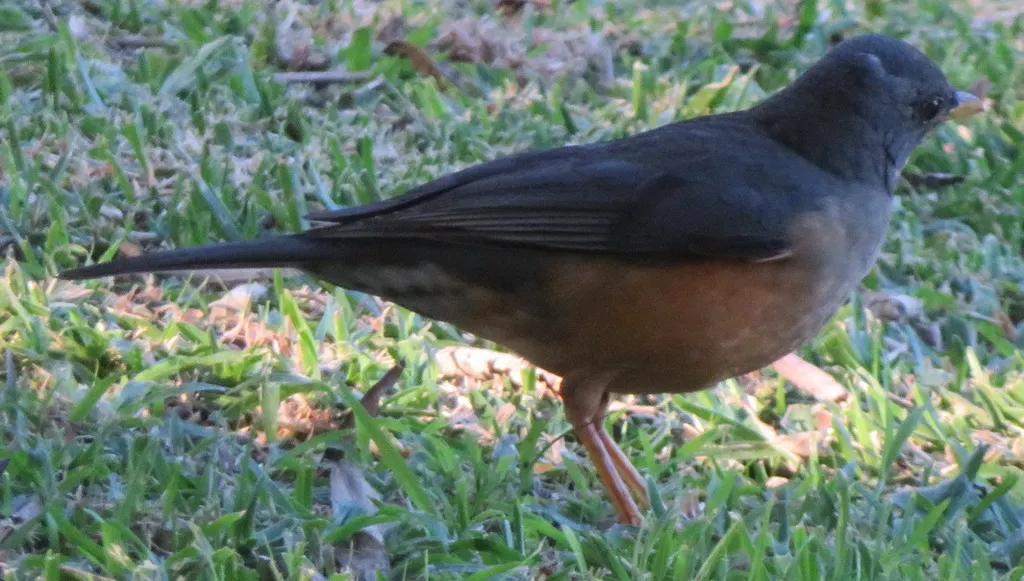 橄榄鸫(Turdus olivaceus)