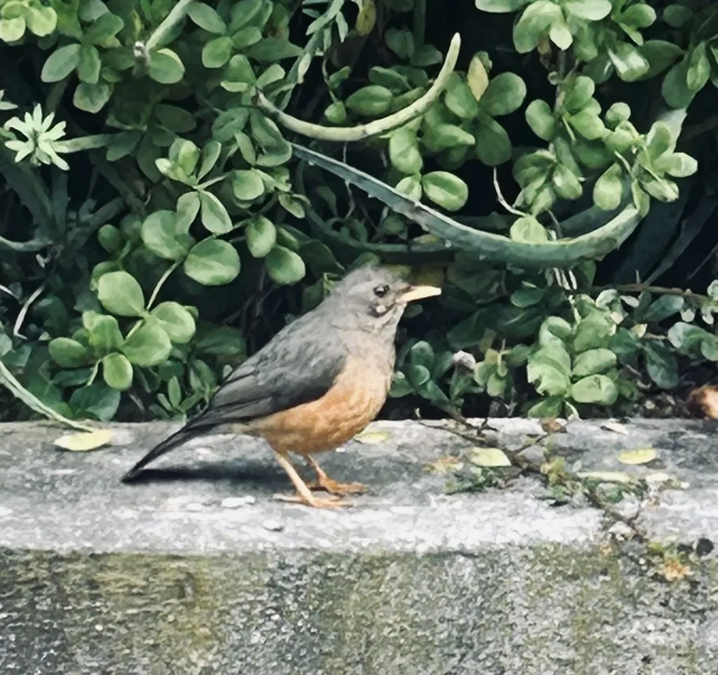 橄榄鸫(Turdus olivaceus)