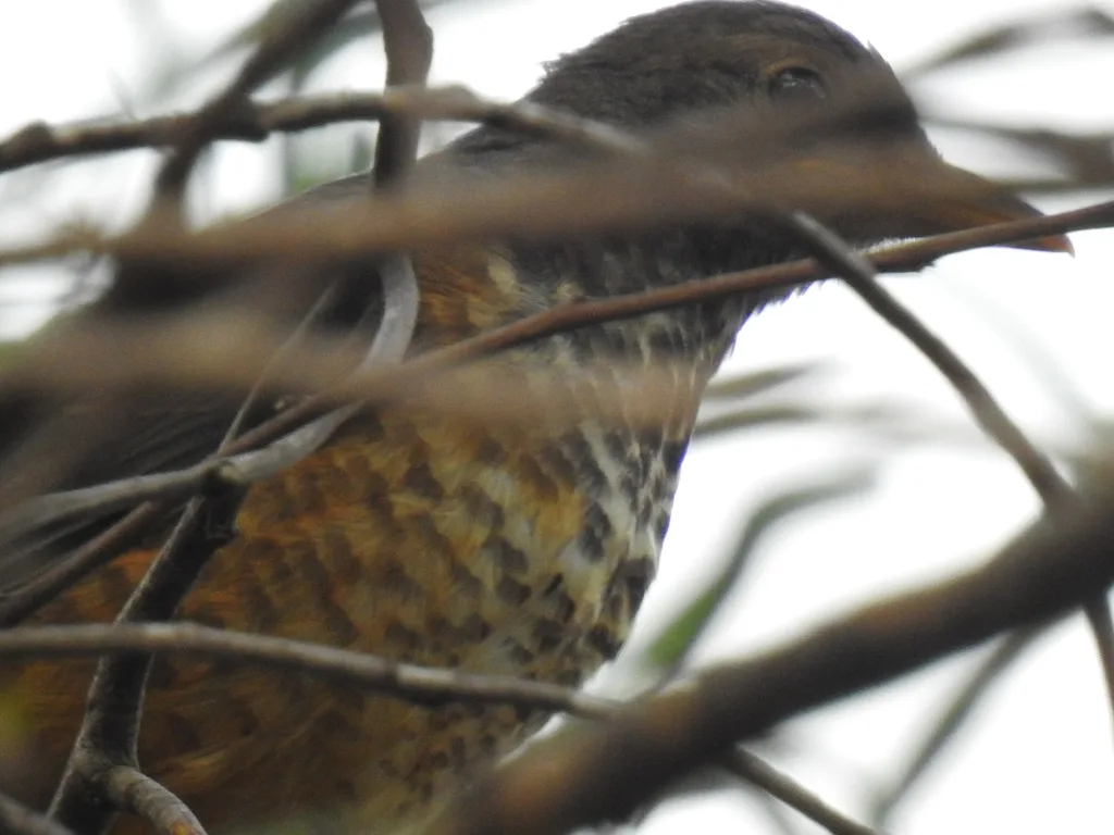 橄榄鸫(Turdus olivaceus)